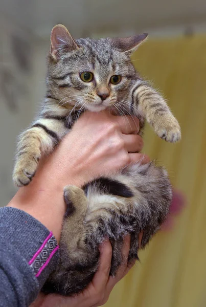 Küçük Korkmuş Çizgili Kedi Yavrusu Ellerde Yaklaş — Stok fotoğraf