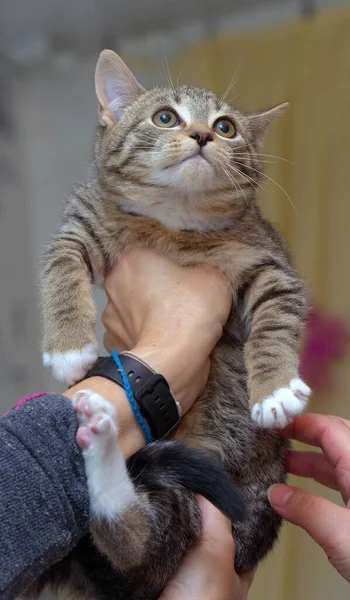 Küçük Korkmuş Çizgili Kedi Yavrusu Ellerde Yaklaş — Stok fotoğraf