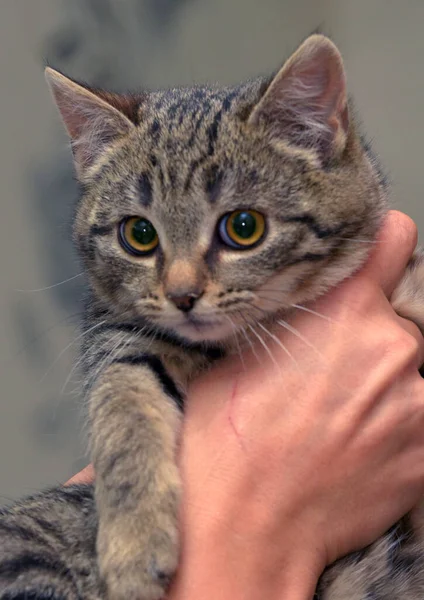 Mały Przestraszony Kociak Paski Ręce Zbliżyć — Zdjęcie stockowe