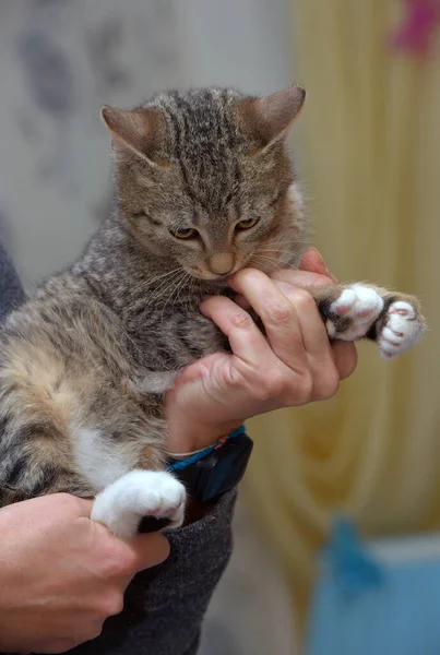 手に小さなおびえた縞模様の子猫が — ストック写真