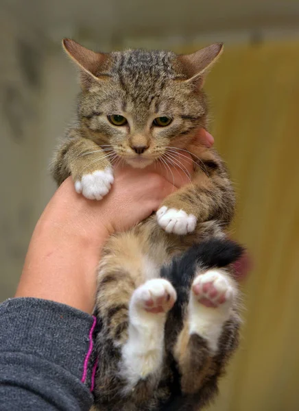 Little Frightened Striped Kitten Hands Close — Stock Photo, Image