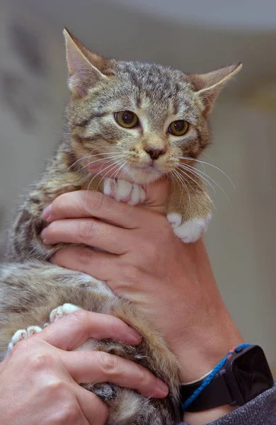 Kecil Ketakutan Anak Kucing Belang Tangan Menutup — Stok Foto