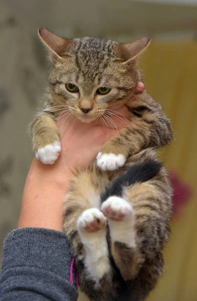 Kleines Verängstigtes Gestreiftes Kätzchen Den Händen Aus Nächster Nähe — Stockfoto