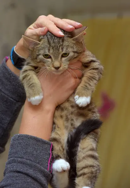 Little Frightened Striped Kitten Hands Close — Stock Photo, Image