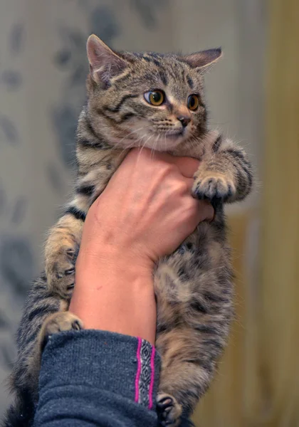 Mały Przestraszony Kociak Paski Ręce Zbliżyć — Zdjęcie stockowe