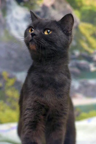 Chat Droit Écossais Gris Aux Yeux Jaunes — Photo