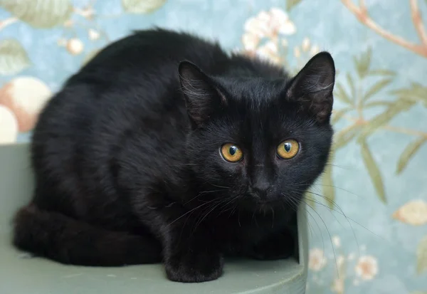 Schwarzes Kätzchen Mit Orangefarbenen Augen Aus Nächster Nähe — Stockfoto