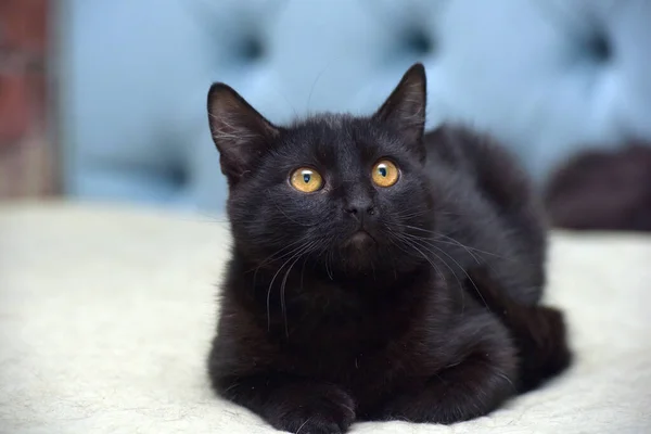 Černé Kotě Oranžovýma Očima Zblízka — Stock fotografie
