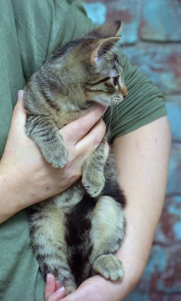 산짧은 고양이 — 스톡 사진