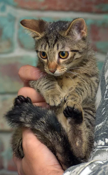 Europea Taquigrafía Marrón Tabby Gatito Mano — Foto de Stock