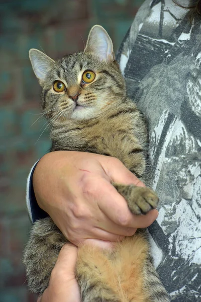 Europeu Shorthair Marrom Tabby Gatinho Mão — Fotografia de Stock