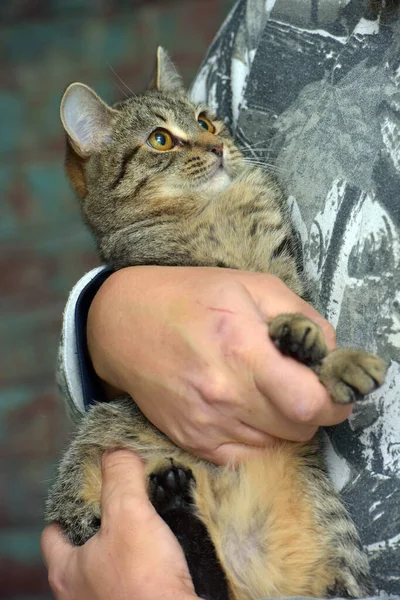 Kucing Tabby Cokelat Pendek Eropa Tangan — Stok Foto