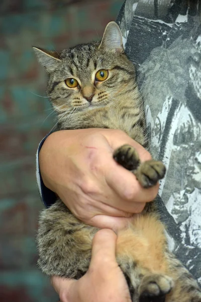 Kucing Tabby Cokelat Pendek Eropa Tangan — Stok Foto