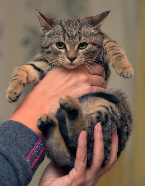 Ευρωπαϊκή Shorthair Καφέ Tabby Γατάκι Στο Χέρι — Φωτογραφία Αρχείου