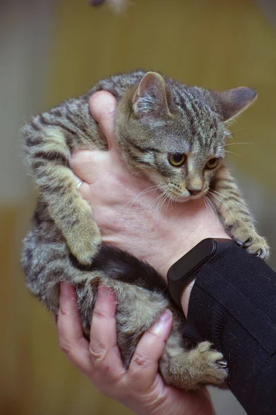 手里拿着欧洲短毛绒褐色的小猫咪 — 图库照片