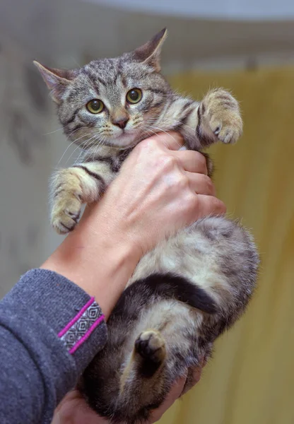 산짧은 고양이 — 스톡 사진
