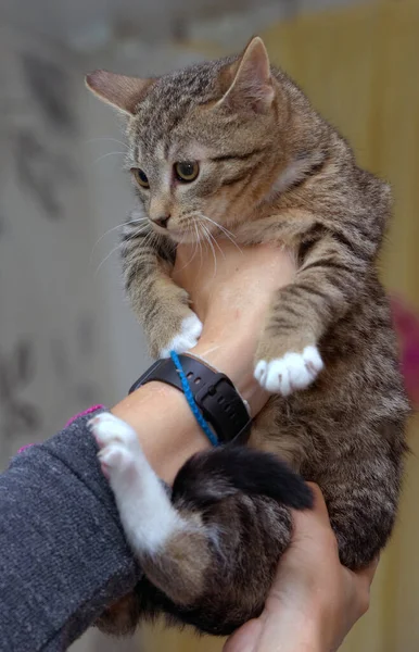 Europees Steno Bruin Tabby Kitten Hand — Stockfoto