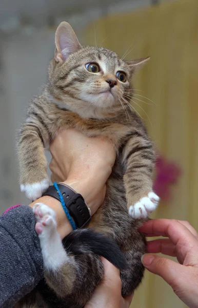 ヨーロッパの短髪茶色いタビー子猫を手に — ストック写真