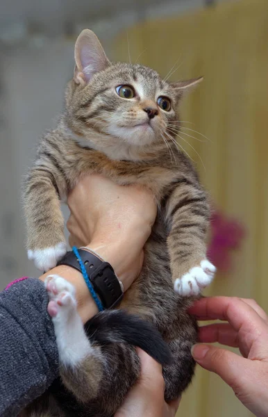 Europea Taquigrafía Marrón Tabby Gatito Mano —  Fotos de Stock