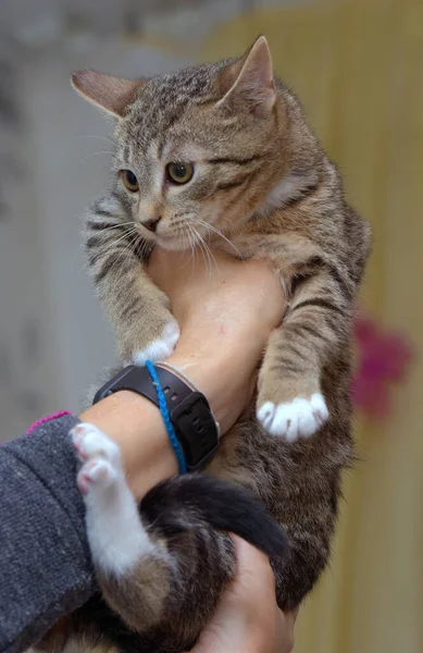 European Shorthair Brown Tabby Kitten Hand — Stock Photo, Image