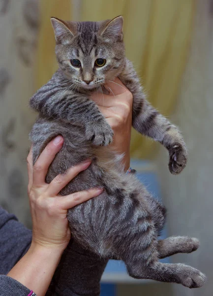 手里拿着欧洲短毛绒褐色的小猫咪 — 图库照片