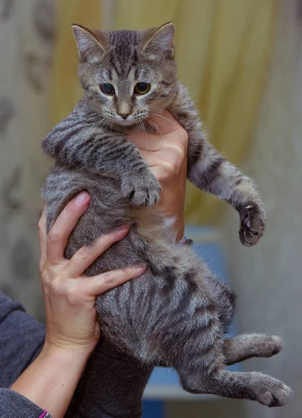 Європейське Коротке Коричневе Таббі Кошеня Руках — стокове фото