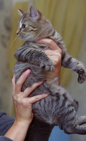 Euroopan Oikosulku Ruskea Tabby Kissanpentu Kädessä — kuvapankkivalokuva