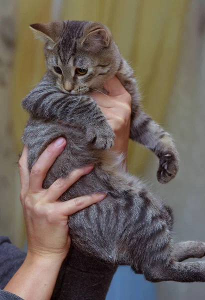 ヨーロッパの短髪茶色いタビー子猫を手に — ストック写真