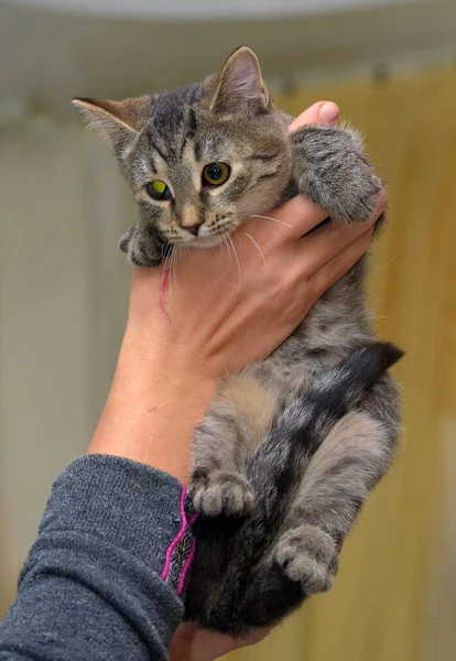 Kucing Tabby Cokelat Pendek Eropa Tangan — Stok Foto