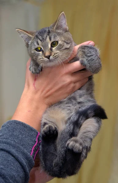 Kucing Tabby Cokelat Pendek Eropa Tangan — Stok Foto
