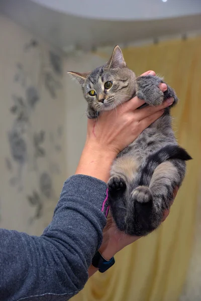 Kucing Tabby Cokelat Pendek Eropa Tangan — Stok Foto