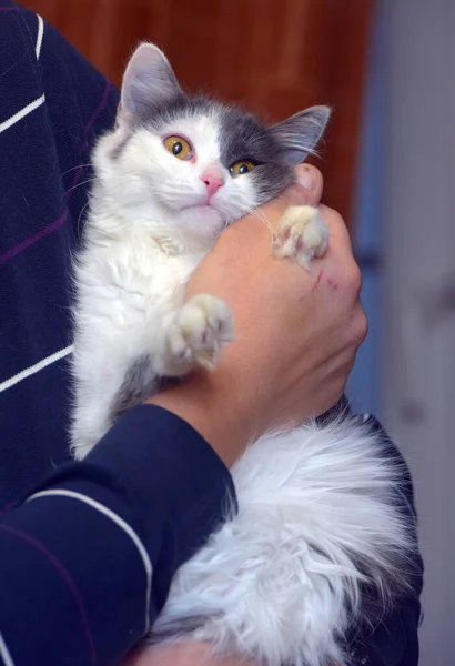 Grau Weiße Flauschige Norwegische Waldkatze Den Händen — Stockfoto