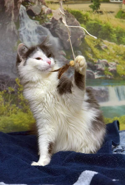 ベッドの上で遊ぶ灰色と白のふわふわノルウェーの森の猫 — ストック写真