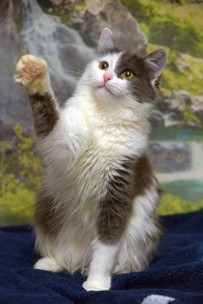 Grau Weiße Flauschige Norwegische Waldkatze Verspielt Auf Dem Bett — Stockfoto