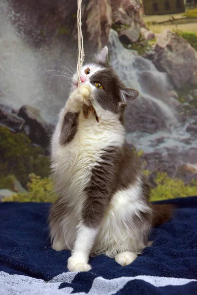Γκρι Και Άσπρη Χνουδωτή Νορβηγική Δασική Γάτα Παιχνιδιάρα Στο Κρεβάτι — Φωτογραφία Αρχείου