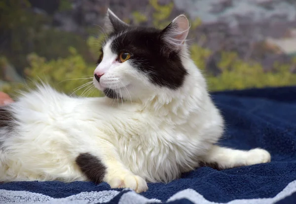 Schöne Langhaarige Schwarz Weiße Katze Auf Dem Bett — Stockfoto