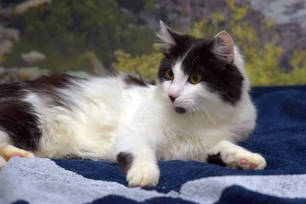 Красивая Длинноволосая Черно Белая Кошка Кровати — стоковое фото