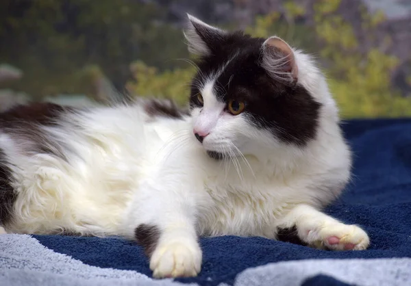 Mooie Langharige Zwart Witte Kat Het Bed — Stockfoto