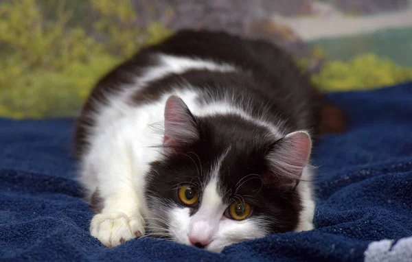 Schöne Langhaarige Schwarz Weiße Katze Auf Dem Bett — Stockfoto