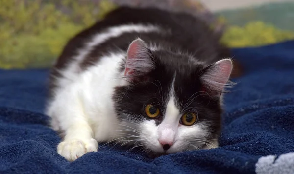 Красивий Довгошерстий Чорно Білий Кіт Ліжку — стокове фото