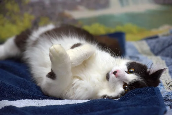 Bonito Cabelos Compridos Preto Branco Gato Cama — Fotografia de Stock