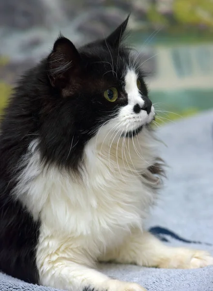 Beautiful Long Haired Black White Cat Bed — Stock Photo, Image