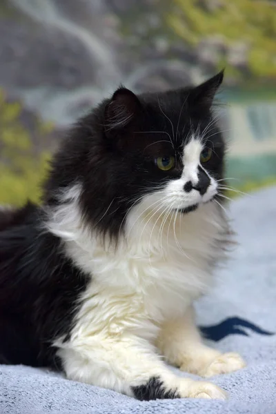 美丽的长发黑白相间的猫躺在床上 — 图库照片