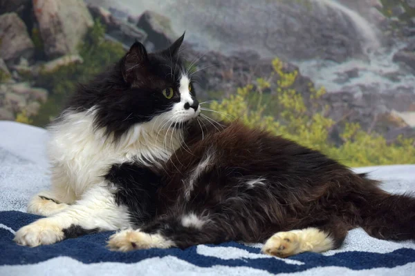 Krásná Dlouhosrstá Černá Bílá Kočka Posteli — Stock fotografie