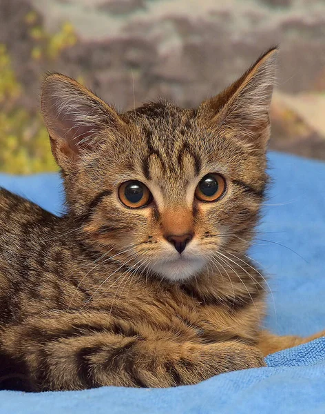 Brown Tabby Kitten European Shorthair Bed — Stock Photo, Image