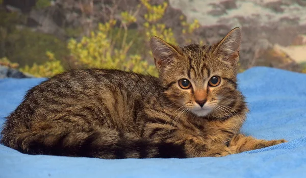 Brun Tabby Chaton Européen Shorthair Sur Lit — Photo