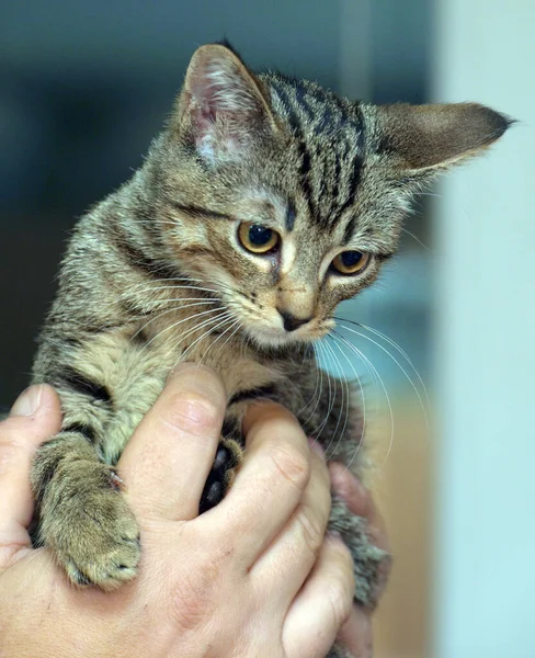 Gattino Tabby Marrone Primo Piano Mani — Foto Stock