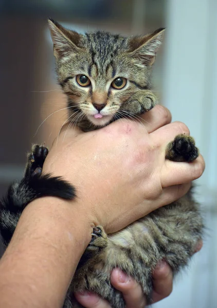 Bruin Tabby Kitten Handen Close — Stockfoto