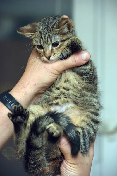 Hnědé Koťátko Těsných Rukách — Stock fotografie