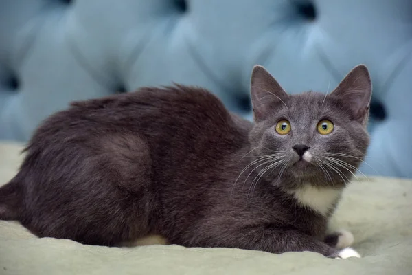 Gris Avec Des Seins Blancs Chaton Sur Canapé — Photo